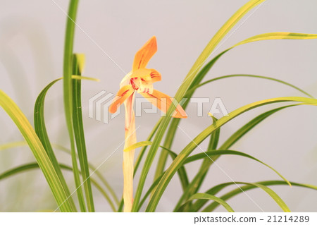 春蘭花 春蘭花 21214289