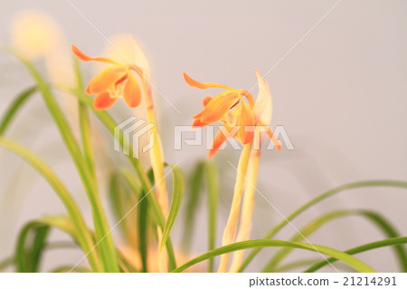 Chunlan flowers 21214291