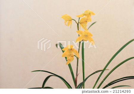 Chunlan flowers 21214293