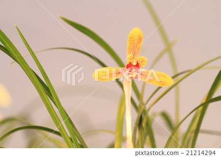 春蘭花 春蘭花 21214294