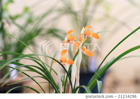 Chunlan flowers 21214296