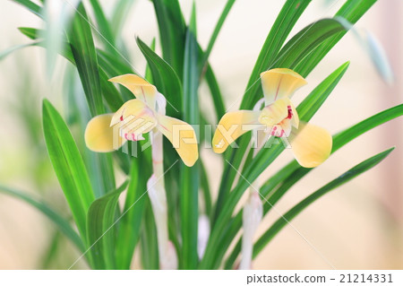 Chunlan flowers 21214331