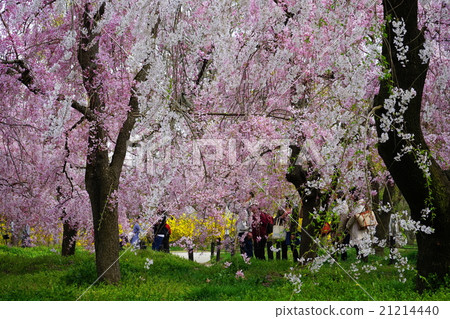 覆蓋天空的京都縣立植物園的埋葬樹 21214440