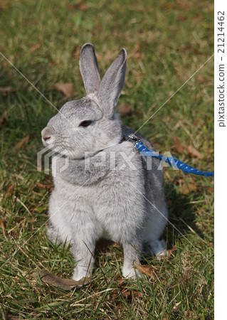 Rabbit  21214462