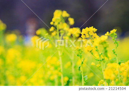 Blooming in Hamarikyū Imperial Garden - Nanohana - 21214504