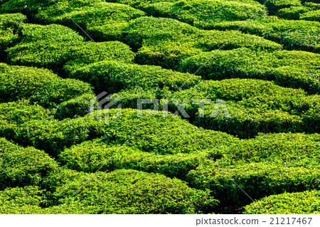 Green teal plantations close up 21217467