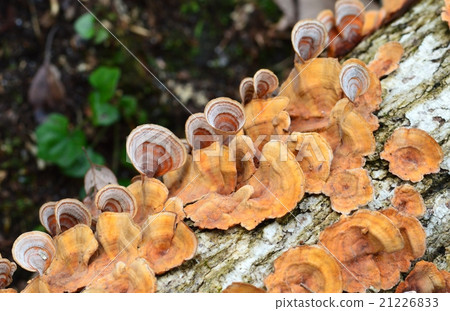 Chaurokotake 21226833