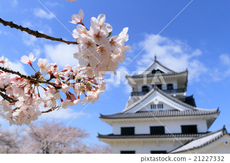 Tateyama castle and cherry blossoms Tateyama castle and cherry blossoms 21227332