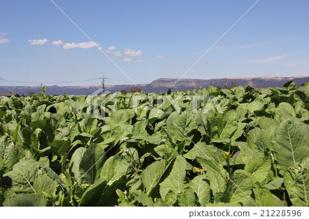 Aso Takana and outer ring mountain 21228596