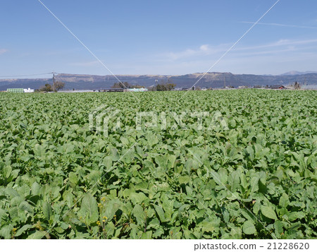 Aso vegetable field and outer mountain mountain Aso vegetable field and outer mountain mountain 21228620