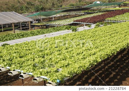 Organic vegetables hydro phonic Plantation 21228784