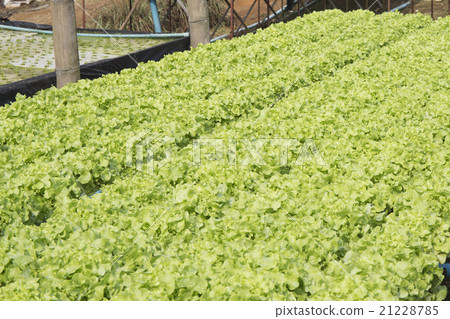Organic vegetables hydro phonic Plantation 21228785
