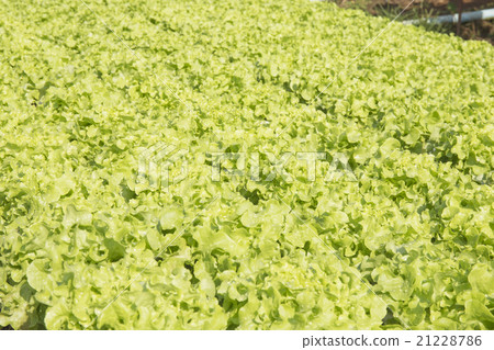 Organic vegetables hydro phonic Plantation 21228786