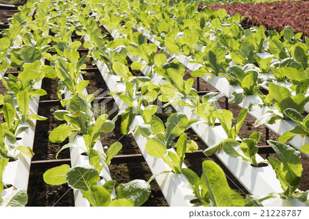Organic vegetables hydro phonic Plantation 21228787