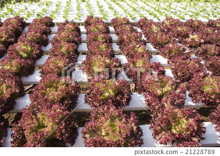 Organic vegetables hydro phonic Plantation 21228789