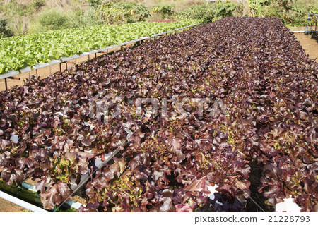 Organic vegetables hydro phonic Plantation 21228793