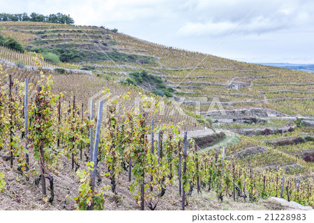 grand cru vineyard Hermitage, Rhone-Alpes,France grand cru vineyard Hermitage, Rhone-Alpes,France 21228983
