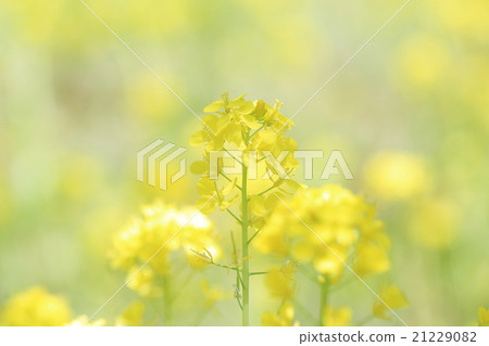 強姦開花 21229082