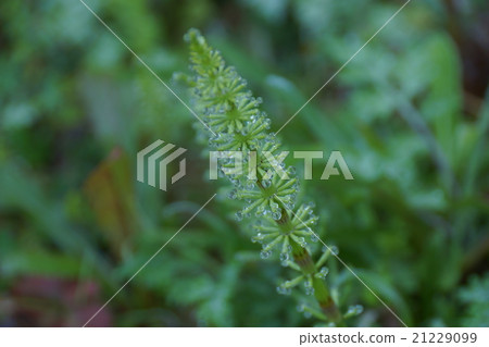 Horsetail Horsetail 21229099