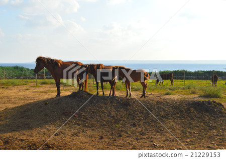 Three Miyako Horses and the Sea Three Miyako Horses and the Sea 21229153