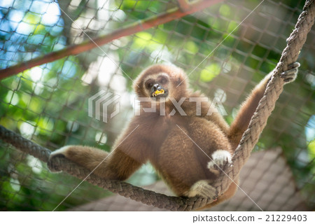 brown gibbon 21229403