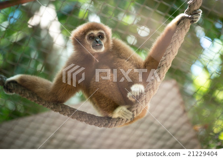 brown gibbon 21229404