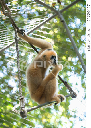 gibbon 21229407