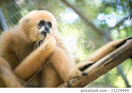 gibbon 21229409