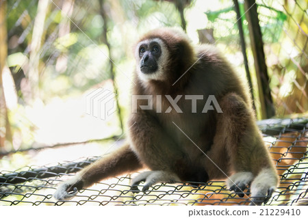 brown gibbon 21229410