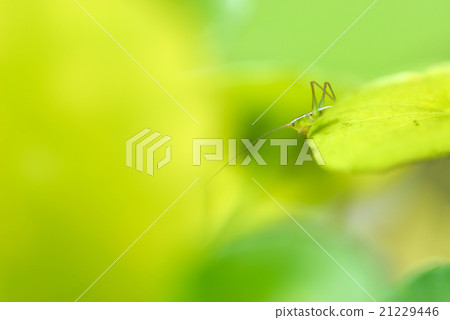 Grasshopper perching on a leaf 21229446
