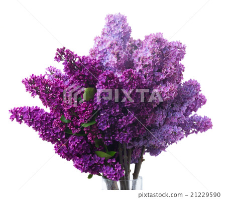 Lilac flowers on white 21229590
