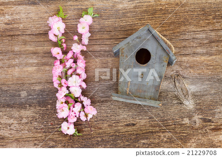 twigs with cherry flowers and birdcage 21229708