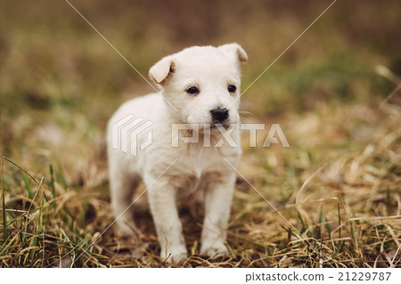 Young puppy waits for master outdoor Young puppy waits for master outdoor 21229787
