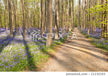 path in forest with bluebells path in forest with bluebells 21230165