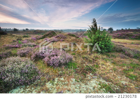 beautiful heathland in summer 21230178