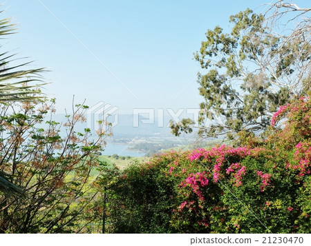 加利利湖和戈蘭高原在春天的花朵的另一邊華麗 加利利湖和戈蘭高原在春天的花朵的另一邊華麗 21230470