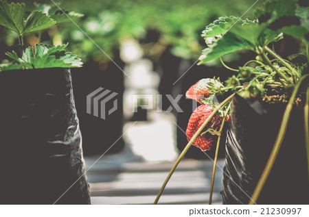 grow up strawbeery grow up strawbeery 21230997