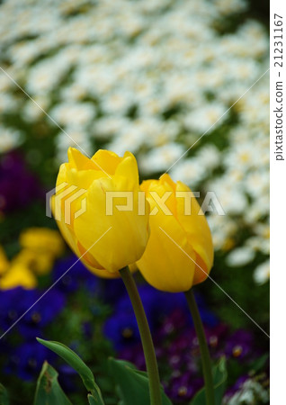 Tulip Tulip 21231167