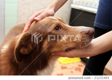 Female hand patting his pet dog in the kitchen 21231491