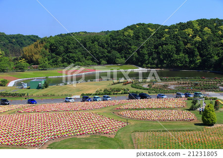 Goldfish grass in the German village of Tokyo 21231805