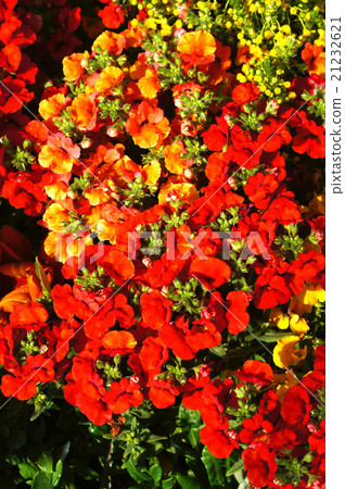 Nemesia·Impressia Nemesia·Impressia 21232621