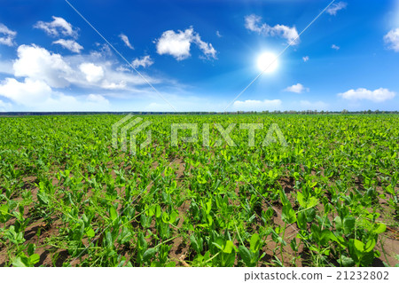 Pea field 21232802
