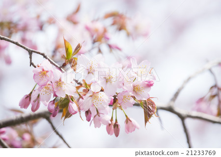 櫻花和芽 21233769