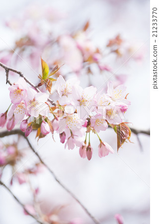 櫻花和芽 21233770