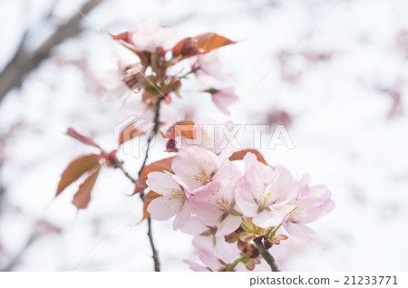櫻花（上） 21233771
