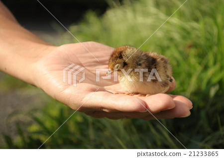 嬰兒果汁 21233865