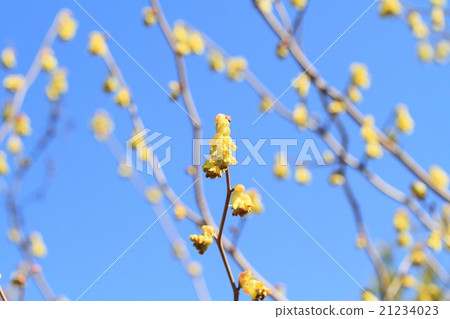 鳳尾蘭花 鳳尾蘭花 21234023