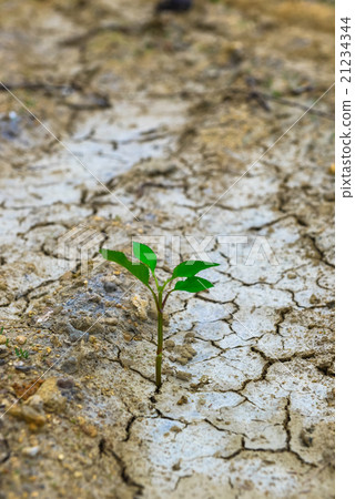 發芽從破裂的地球出現 發芽從破裂的地球出現 21234344