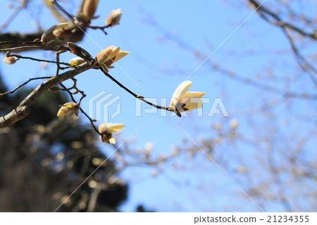 Kobushi flower 21234355