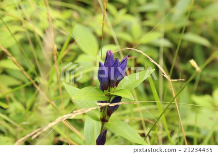 Oyama Rindow of a well moor Oyama Rindow of a well moor 21234435